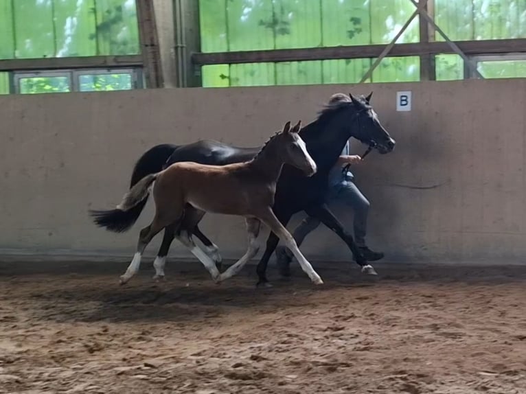 German Riding Pony Stallion Foal (03/2025) Brown in Zeulenroda