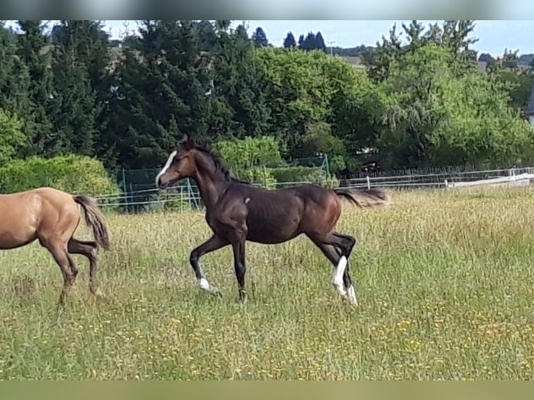 German Riding Pony Stallion Foal (03/2025) Brown in Zeulenroda