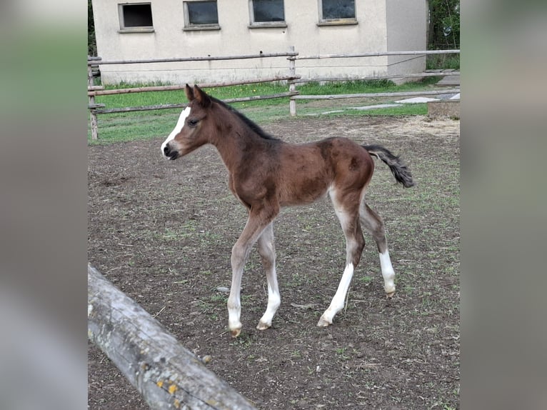 German Riding Pony Stallion Foal (03/2025) Brown in Zeulenroda