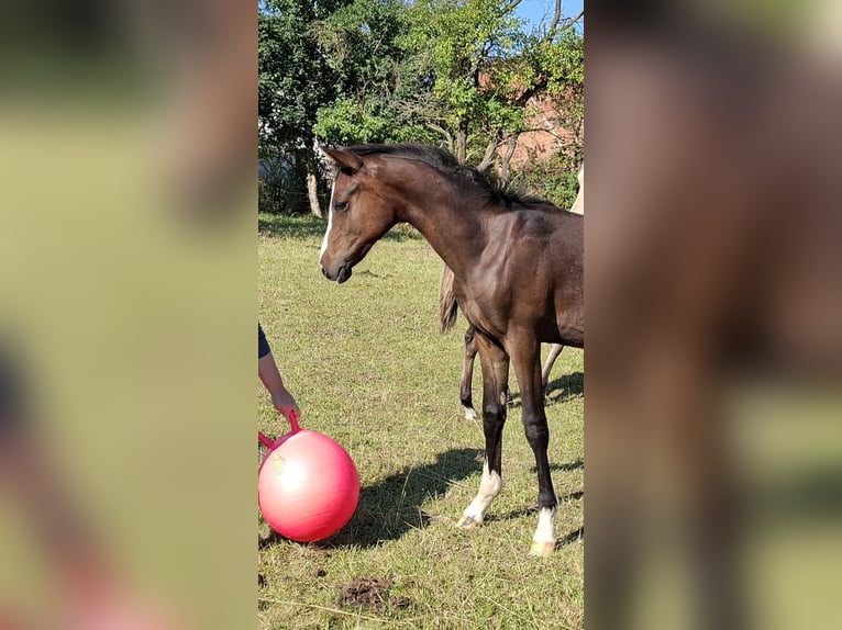 German Riding Pony Stallion Foal (03/2025) Brown in Zeulenroda