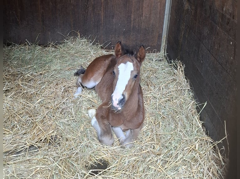 German Riding Pony Stallion Foal (03/2025) Brown in Zeulenroda