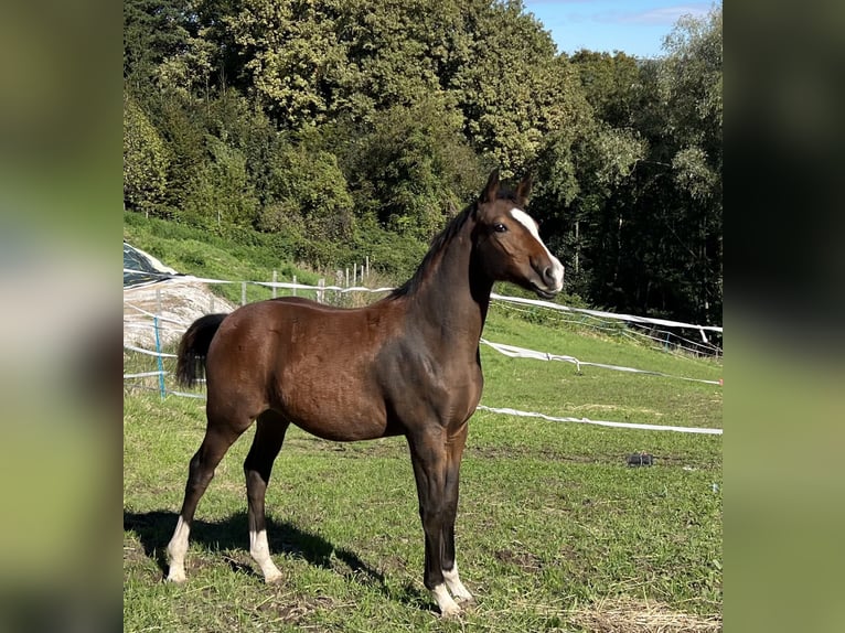 German Riding Pony Stallion  Brown in Pitten