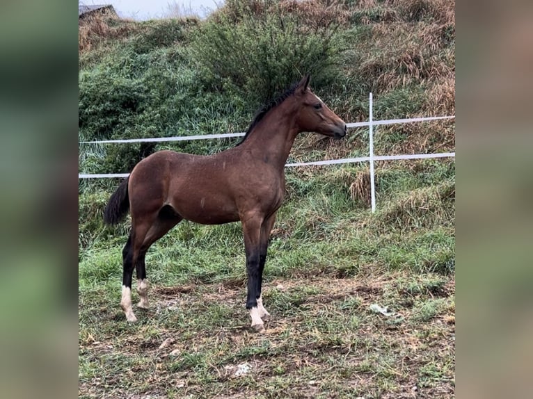 German Riding Pony Stallion  Brown in Pitten