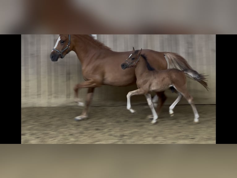 German Riding Pony Stallion Foal (04/2025) Brown in Vlotho