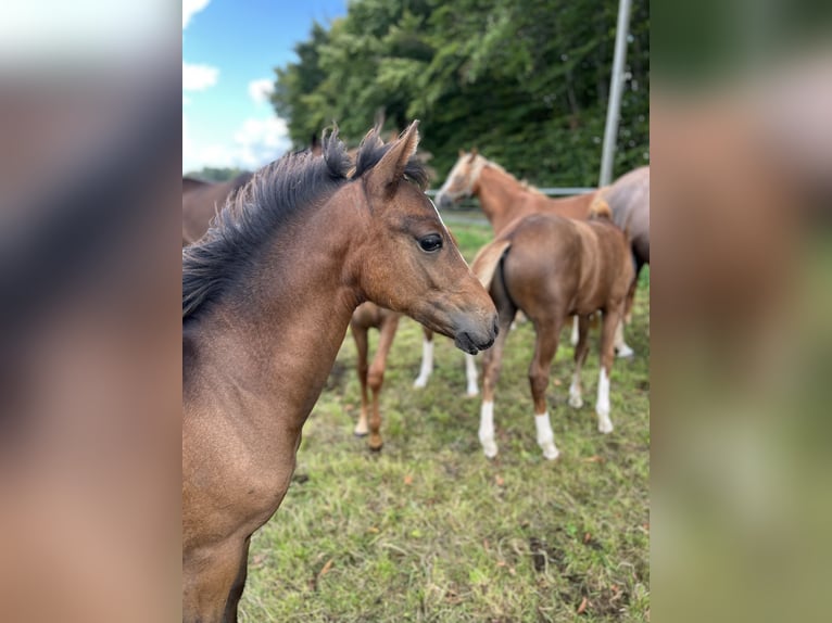 German Riding Pony Stallion Foal (04/2025) Brown in Vlotho