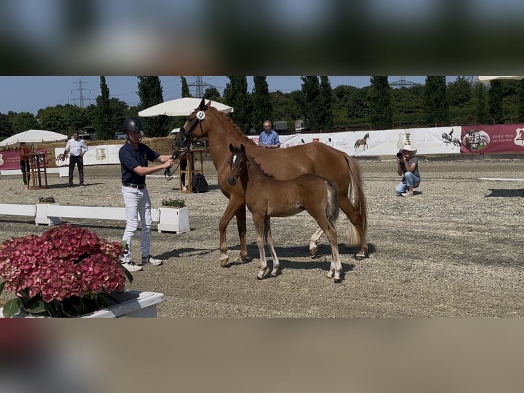 German Riding Pony Stallion Foal (04/2025) Brown in Vlotho