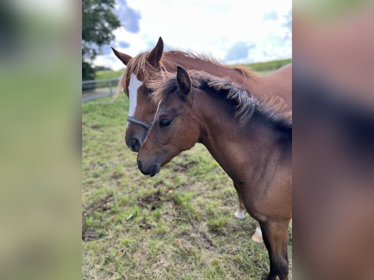German Riding Pony Stallion Foal (04/2025) Brown in Vlotho
