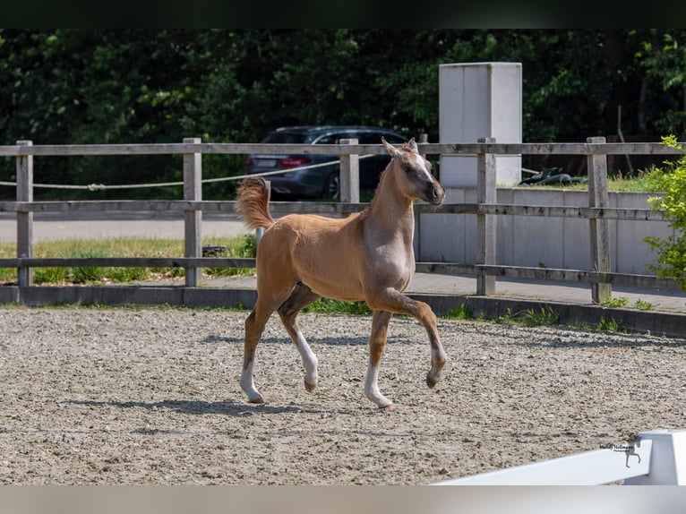 German Riding Pony Stallion Foal (03/2024) Brown Falb mold in Bösel