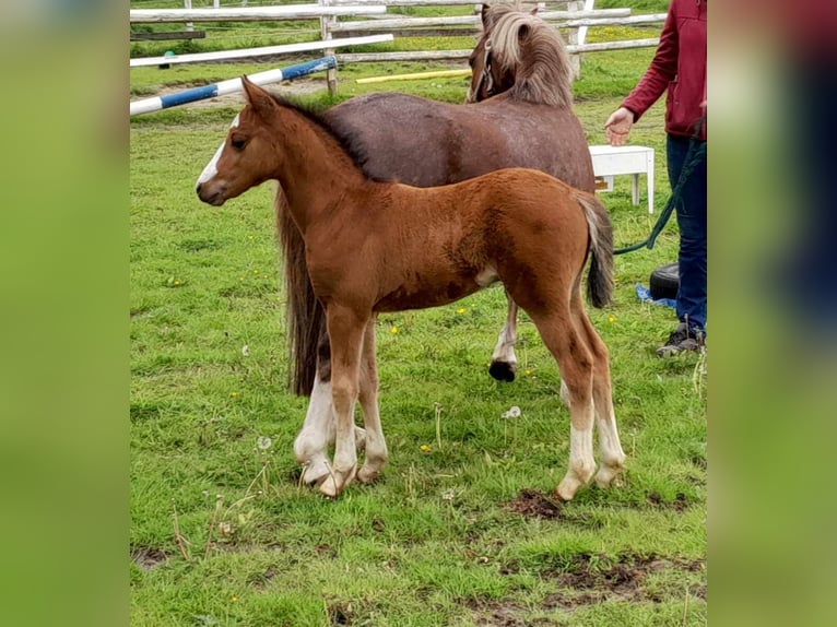 German Riding Pony Stallion Foal (03/2024) Brown in Gudendorf