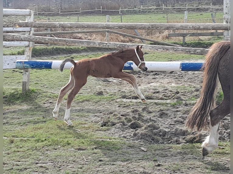 German Riding Pony Stallion Foal (03/2024) Brown in Gudendorf