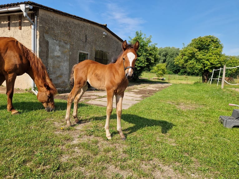 German Riding Pony Stallion  Brown in Bismark (Altmark)