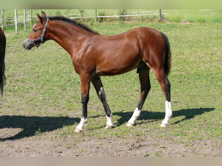 German Riding Pony Stallion  Brown in Geldern