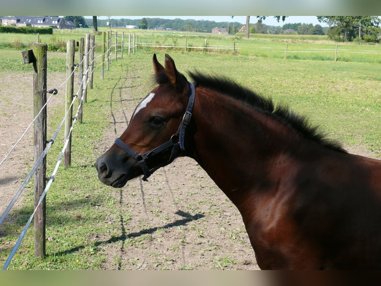 German Riding Pony Stallion  Brown in Geldern