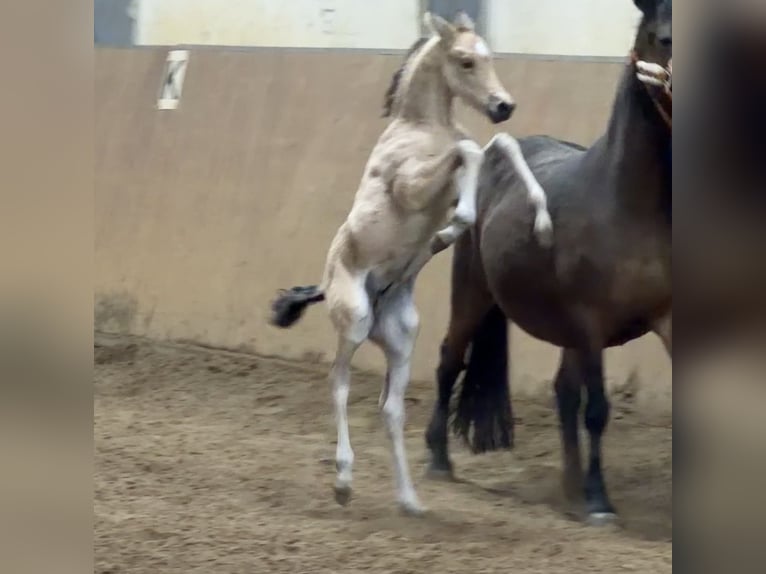 German Riding Pony Stallion Foal (01/2026) Buckskin in Achim