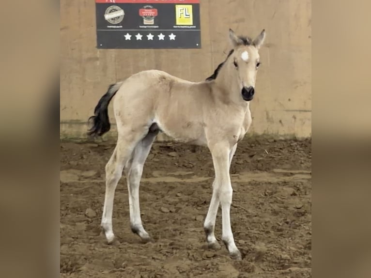 German Riding Pony Stallion Foal (01/2026) Buckskin in Achim