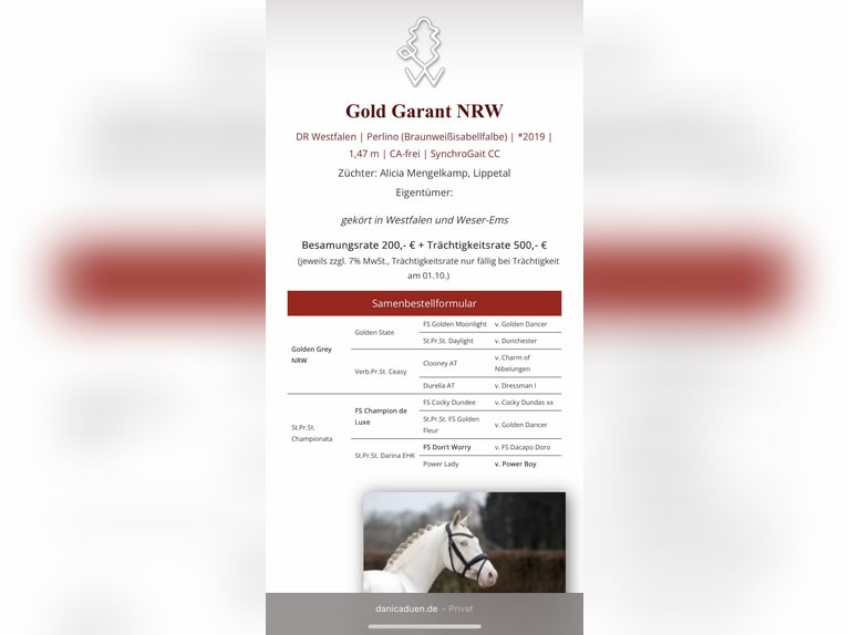 German Riding Pony Stallion Foal (06/2025) Buckskin in AlheimAlheim