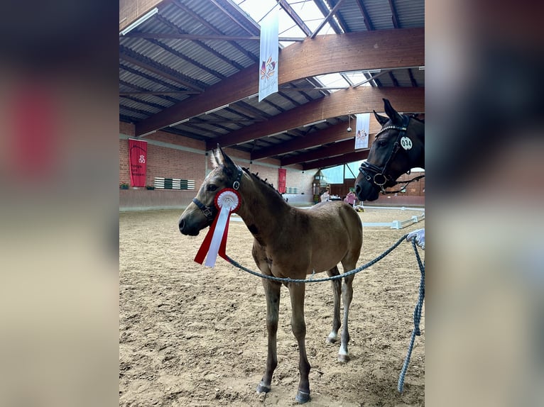 German Riding Pony Stallion Foal (06/2025) Buckskin in AlheimAlheim