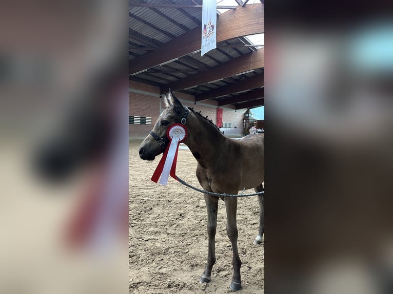 German Riding Pony Stallion Foal (06/2025) Buckskin in AlheimAlheim