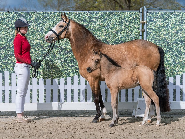 German Riding Pony Stallion Foal (03/2026) Buckskin in Münster-Handorf