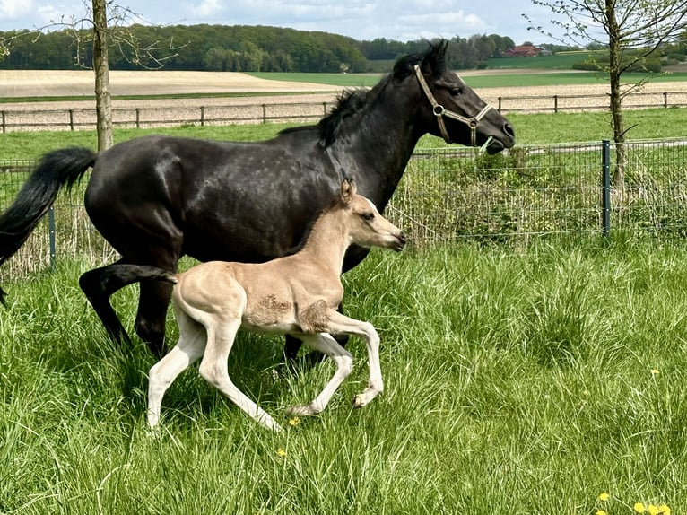 German Riding Pony Stallion Foal (04/2026) Buckskin in Billerbeck