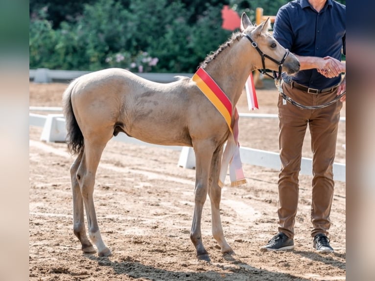 German Riding Pony Stallion  Buckskin in Pitten