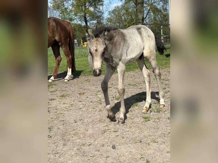 German Riding Pony Stallion Foal (03/2024) Buckskin in Wettringen