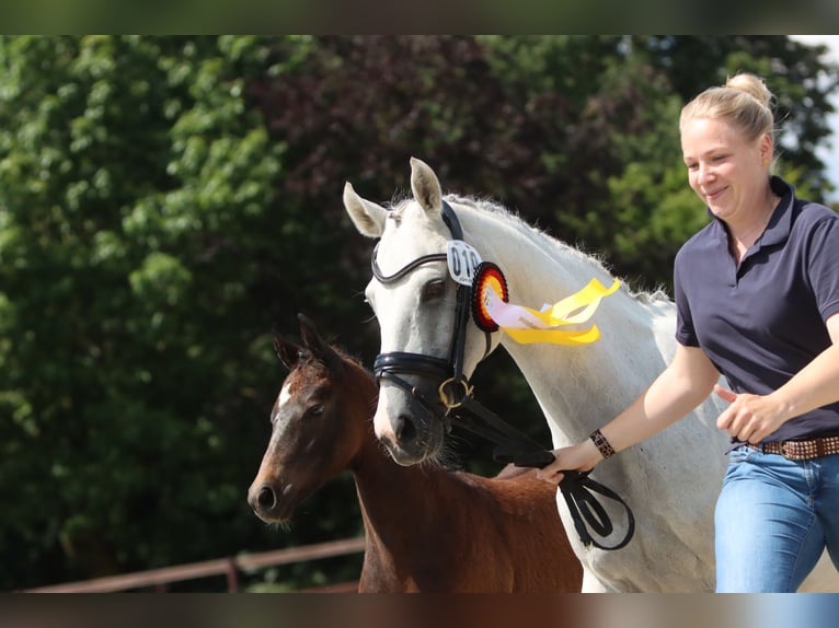 German Riding Pony Stallion Foal (04/2024) Can be white in Delbrück