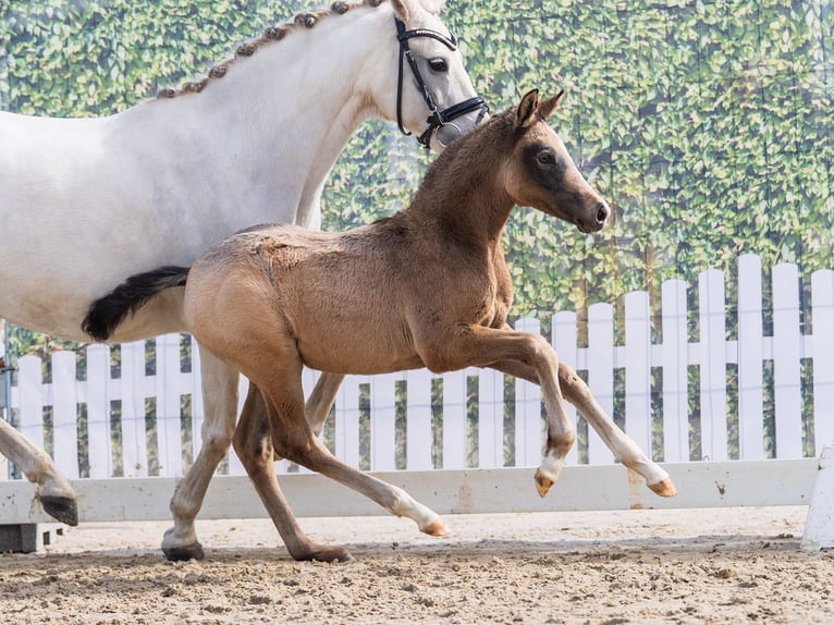 German Riding Pony Stallion Foal (02/2026) Can be white in Münster-Handorf