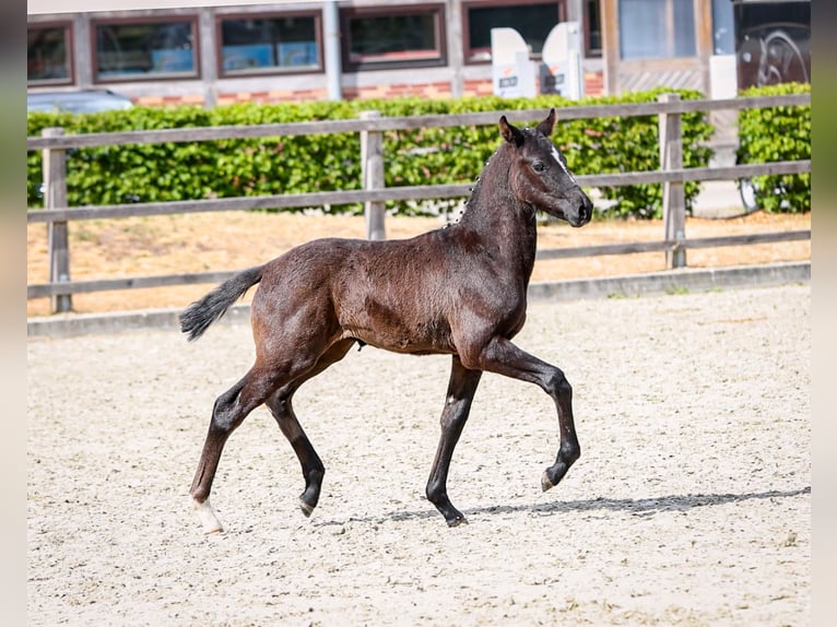 German Riding Pony Stallion  Can be white in Stadland