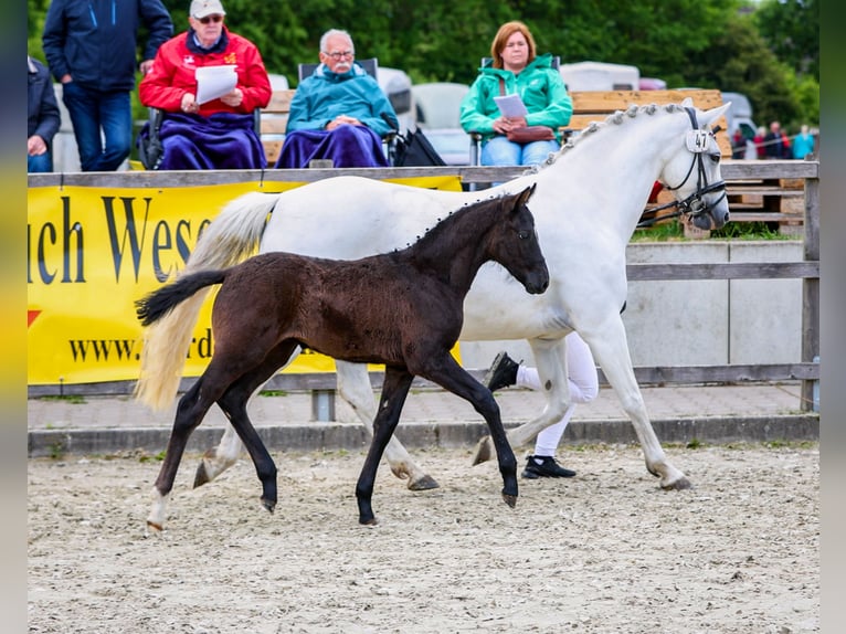 German Riding Pony Stallion  Can be white in Stadland
