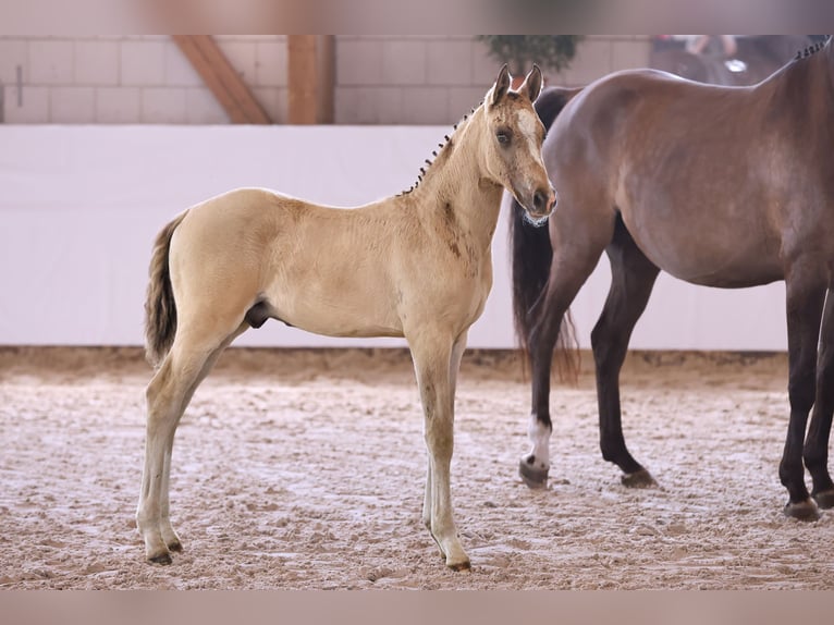 German Riding Pony Stallion Foal (05/2024) Champagne in Kloster Lehnin