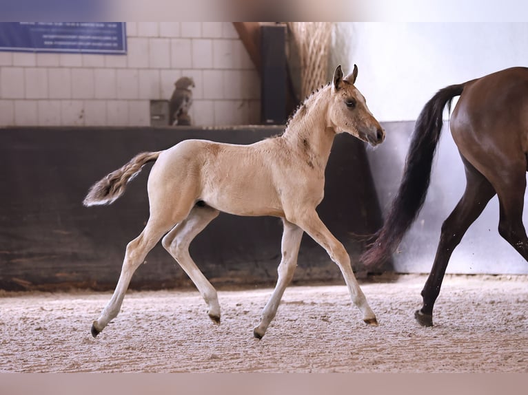 German Riding Pony Stallion Foal (05/2024) Champagne in Kloster Lehnin