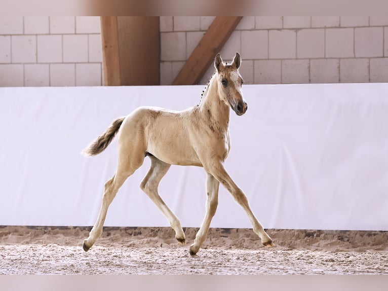 German Riding Pony Stallion Foal (05/2024) Champagne in Kloster Lehnin