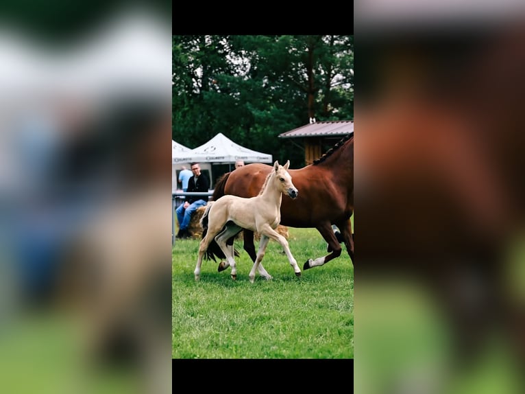German Riding Pony Stallion Foal (06/2026) Champagne in Bleckede