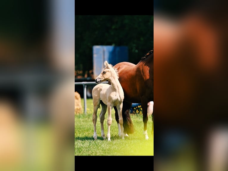 German Riding Pony Stallion Foal (06/2026) Champagne in Bleckede