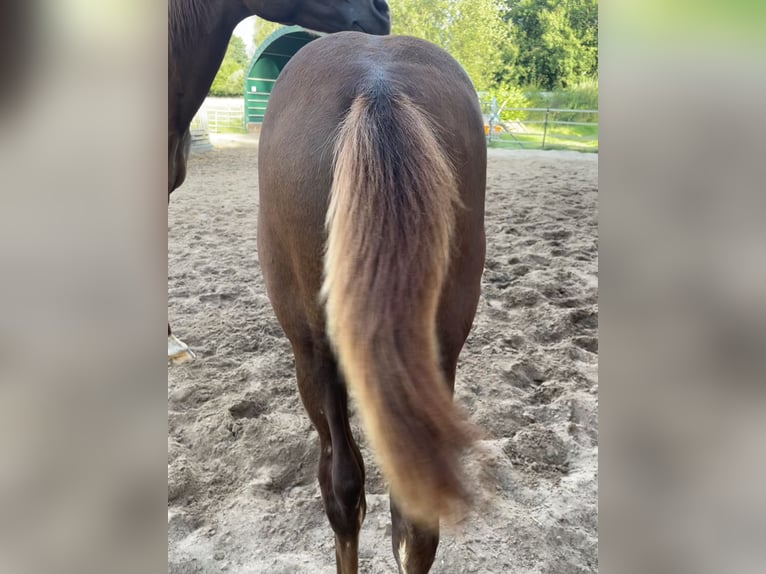 German Riding Pony Stallion Foal (04/2024) Chestnut in Bienenbüttel