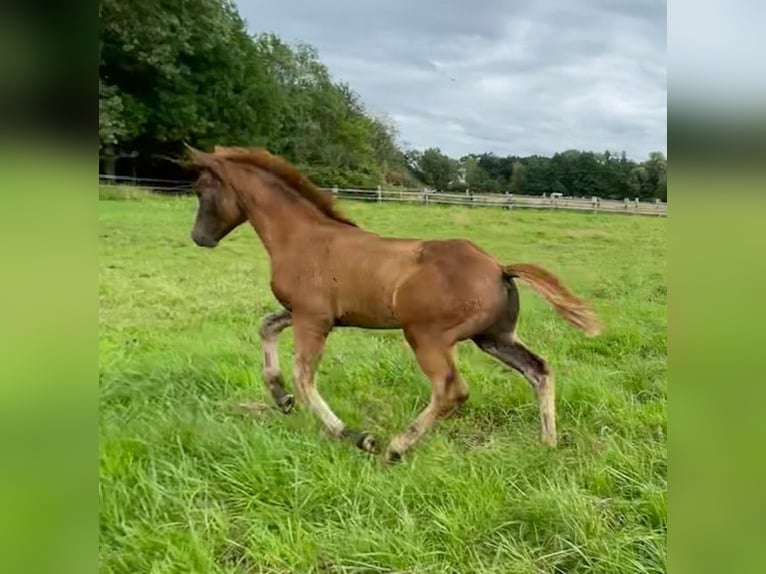 German Riding Pony Stallion Foal (04/2024) Chestnut in Bienenbüttel