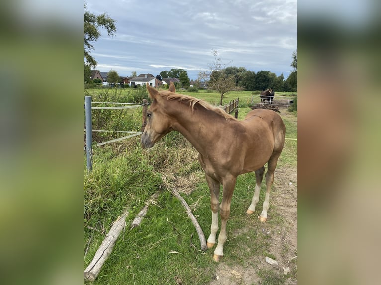 German Riding Pony Stallion Foal (05/2025) Chestnut in Buxtehude