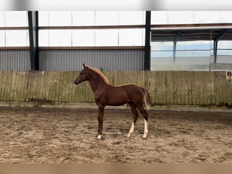 German Riding Pony Stallion Foal (04/2024) Chestnut-Red in Bliedersdorf