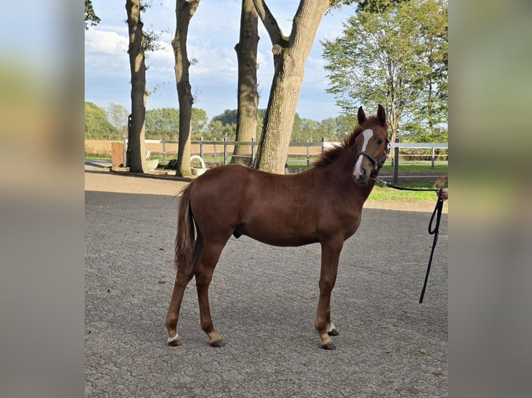 German Riding Pony Stallion Foal (04/2026) Chestnut-Red in Drebber