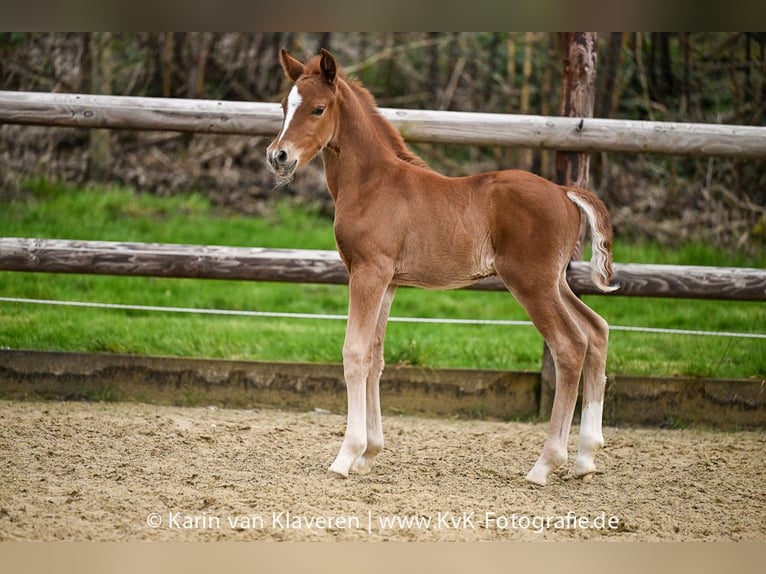 German Riding Pony Stallion Foal (04/2026) Chestnut-Red in WuppertalWuppertal