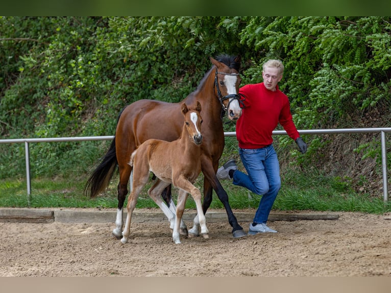 German Riding Pony Stallion  Chestnut-Red in Freren