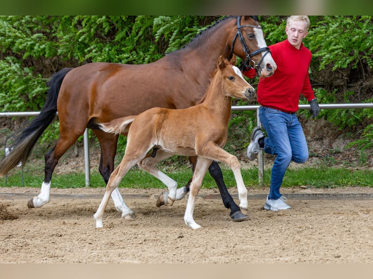 German Riding Pony Stallion  Chestnut-Red in Freren