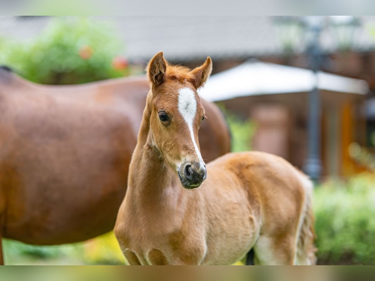German Riding Pony Stallion  Chestnut-Red in Freren