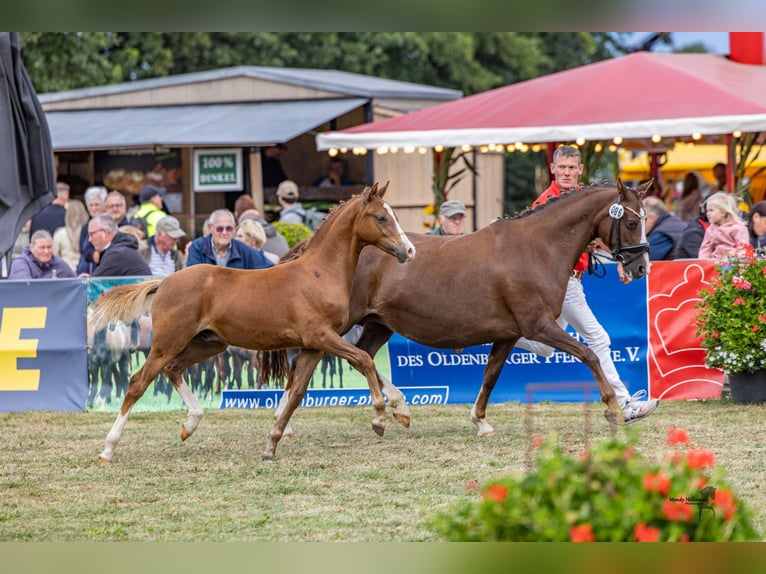 German Riding Pony Stallion Foal (03/2025) Chestnut-Red in Ovelg&#xF6;nneOvelg&#xF6;nne