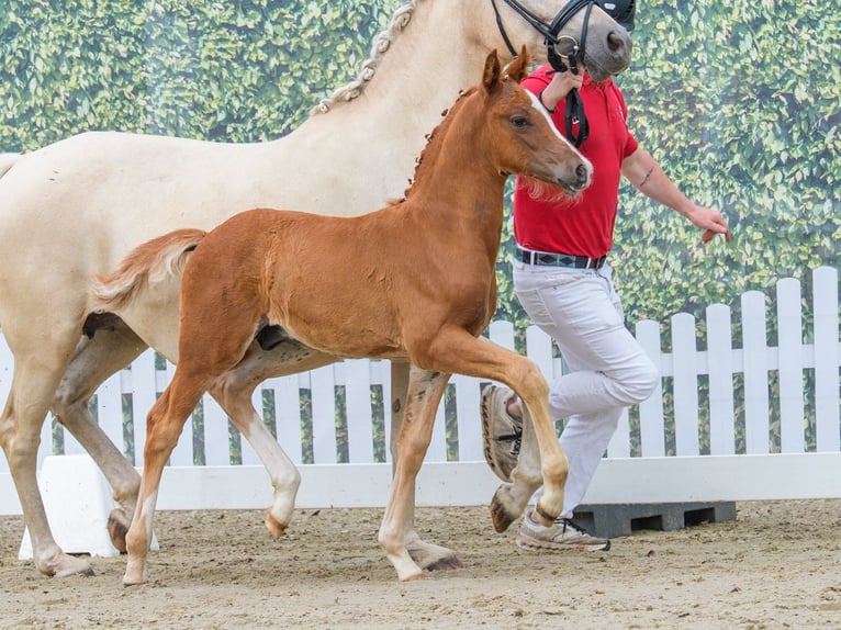 German Riding Pony Stallion Foal (05/2026) Chestnut-Red in Mnster-Handorf