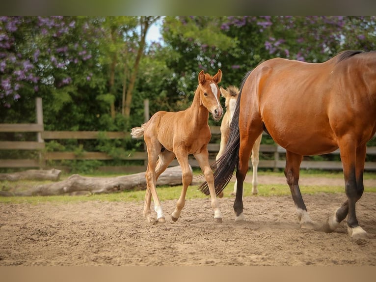 German Riding Pony Stallion Foal (04/2026) Chestnut-Red in SchubySchuby