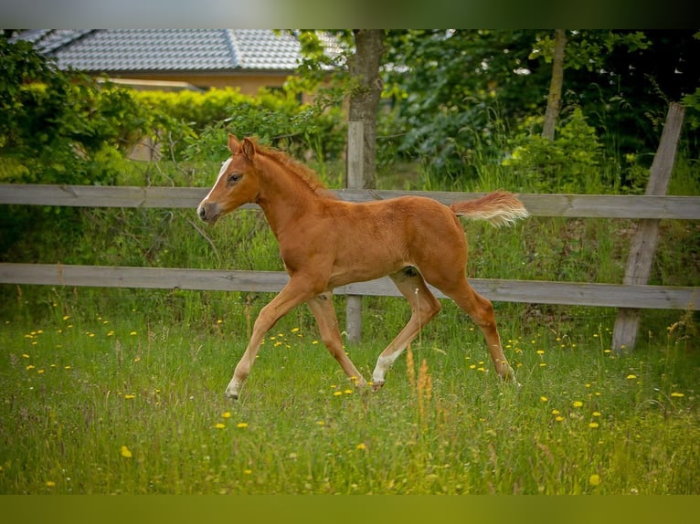 German Riding Pony Stallion Foal (04/2026) Chestnut-Red in SchubySchuby