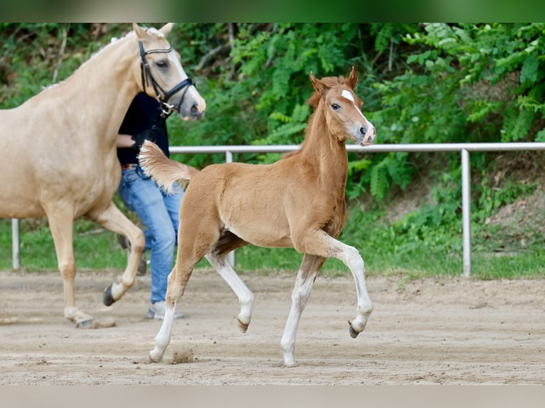 German Riding Pony Stallion Foal (04/2026) Chestnut-Red in Sgel