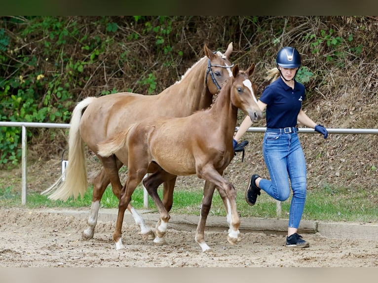 German Riding Pony Stallion Foal (03/2026) Chestnut-Red in Esens